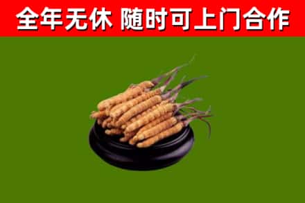 九台区烟酒回收冬虫夏草.jpg